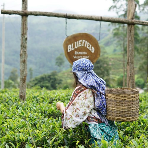 Tea & Coffee (Ceylon Tea)