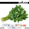 Organic Premium Ceylon Kasuri Methi, Grade No. 1 dried fenugreek leaves from Sri Lanka featuring high volatile oils for medicinal and gourmet culinary use 3