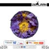 Blue Lotus Flower