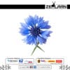 Cornflower