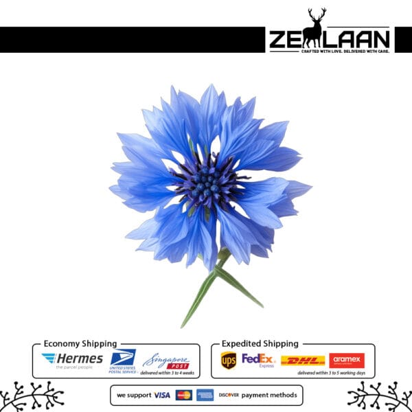 Cornflower