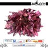 Dried Pink Lotus Flower