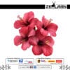 Hibiscus Flower
