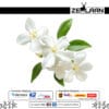 Jasmine Flower