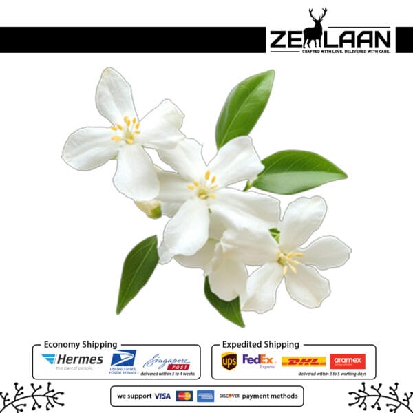 Jasmine Flower