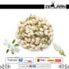 Jasmine Flower Buds
