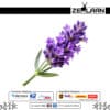Lavender Flower