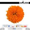Marigold Flower