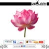 Premium Dried Pink Lotus Flower (Nelumbo nucifera) - Pure, Healthy & Whole Sacred Blooms