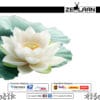 White Lotus Flower